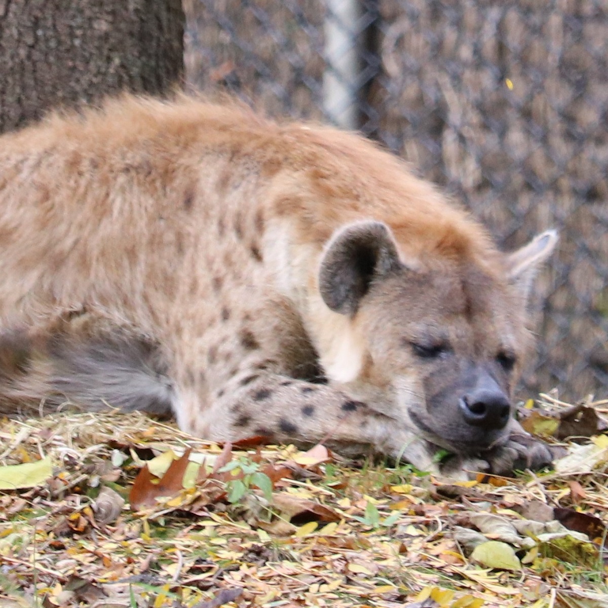 ブチハイエナ　生態と特徴　表紙